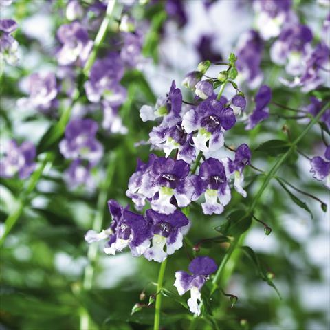 photo of flower to be used as: Pot, bedding, patio, basket Angelonia angustifolia pac® Adessa Bicolor
