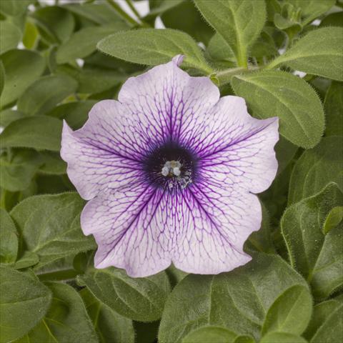 photo of flower to be used as: Pot, bedding, patio, basket Petunia pac® Happytoonia Blue Vein