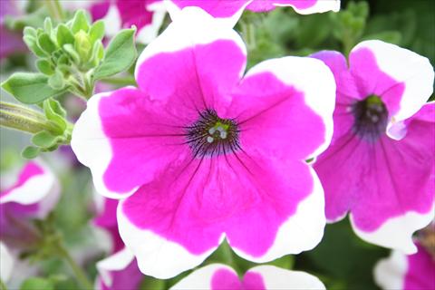 photo of flower to be used as: Pot, bedding, patio, basket Petunia pac® Happytoonia Picotee Purple
