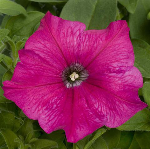 photo of flower to be used as: Pot, bedding, patio, basket Petunia pac® Happytoonia Pink