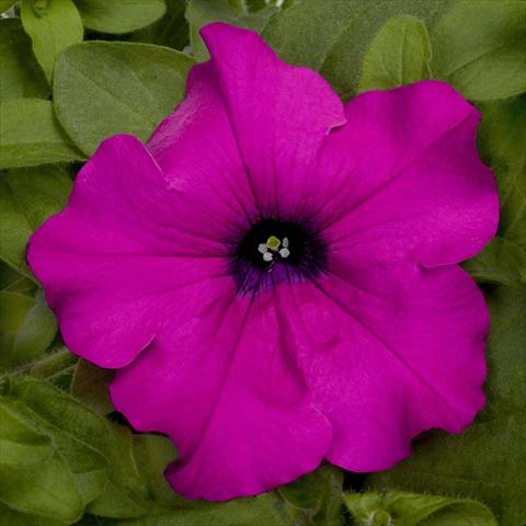 photo of flower to be used as: Pot, bedding, patio, basket Petunia pac® Happytoonia Purple