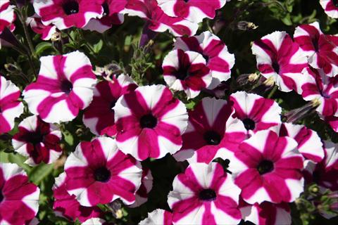 photo of flower to be used as: Pot, bedding, patio, basket Petunia pac® Prettyttonia Purple Star