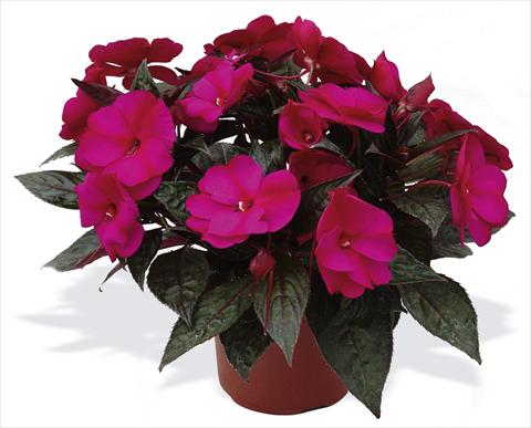 photo of flower to be used as: Pot, bedding, patio, basket Impatiens N. Guinea pac® Impacio® Purple Improved