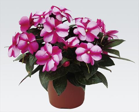 photo of flower to be used as: Pot, bedding, patio, basket Impatiens N. Guinea pac® Impacio® Purple Star