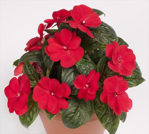 photo of flower to be used as: Pot, bedding, patio, basket Impatiens N. Guinea pac® Impacio® Red Improved