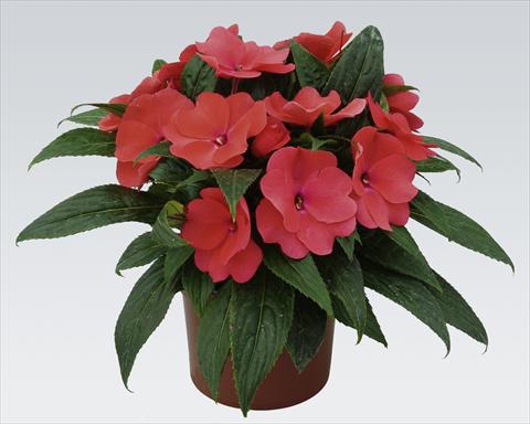 photo of flower to be used as: Pot, bedding, patio, basket Impatiens N. Guinea pac® Impacio® Salmon