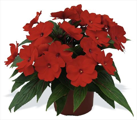 photo of flower to be used as: Pot, bedding, patio, basket Impatiens N. Guinea pac® Impacio® Scarlet