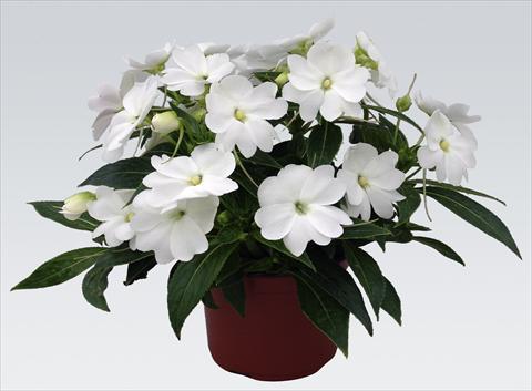photo of flower to be used as: Pot, bedding, patio, basket Impatiens N. Guinea pac® Impacio® White