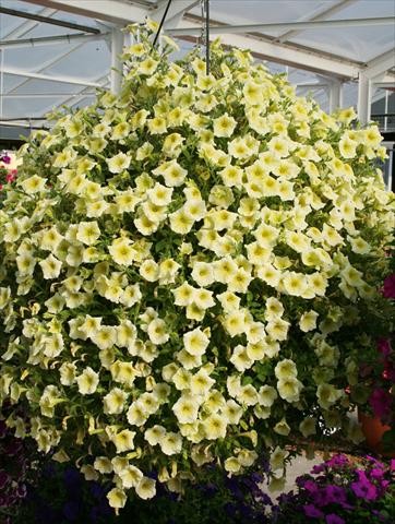 photo of flower to be used as: Pot, bedding, patio, basket Petunia pac® Happytoonia Yellow