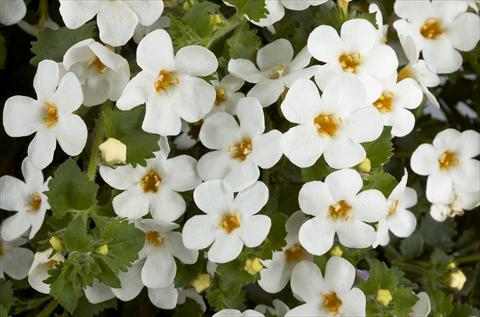 photo of flower to be used as: Pot, patio, basket Bacopa (Sutera cordata) Scopia™ Gulliver White