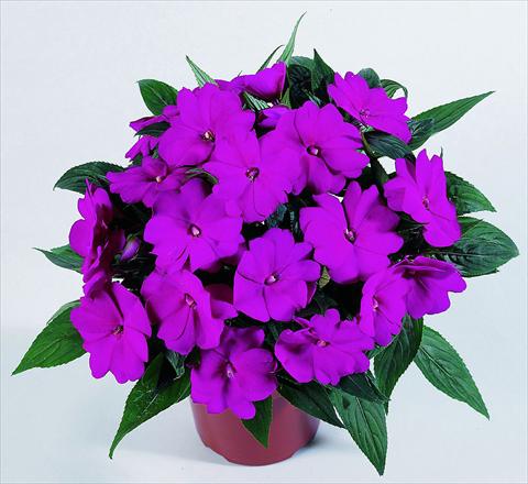 photo of flower to be used as: Pot, bedding, patio, basket Impatiens N. Guinea RED FOX Petticoat Blue