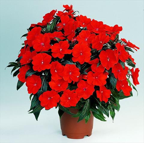 photo of flower to be used as: Pot, bedding, patio, basket Impatiens N. Guinea RED FOX Petticoat Fire