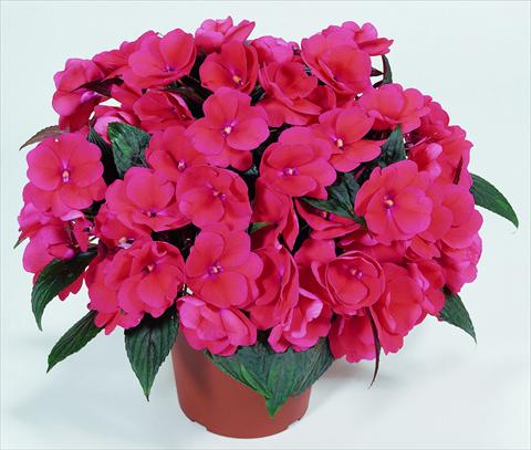 photo of flower to be used as: Pot, bedding, patio, basket Impatiens N. Guinea RED FOX Petticoat Salmon Night
