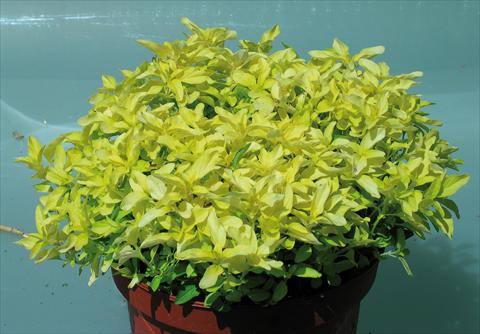 photo of flower to be used as: Pot and bedding Origanum vulgare Aureum Gold