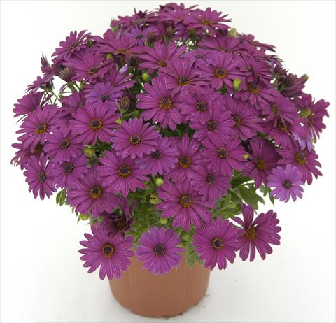 photo of flower to be used as: Pot and bedding Osteospermum Side Show Purple