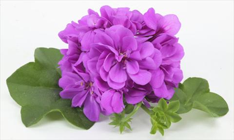 photo of flower to be used as: Pot, patio, basket Pelargonium peltatum pac® Amelit