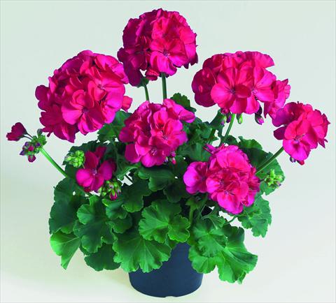 photo of flower to be used as: Pot, bedding, patio Pelargonium zonale RED FOX Green Series Lyrik