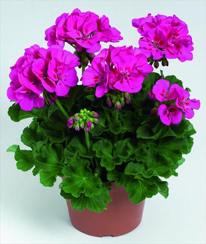 photo of flower to be used as: Pot, bedding, patio Pelargonium zonale RED FOX Green Series Melrose