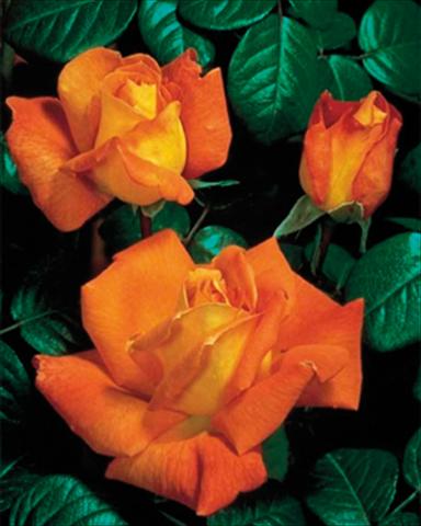 photo of flower to be used as: Bedding / border plant Rosa rampicante GP Louis de Funes