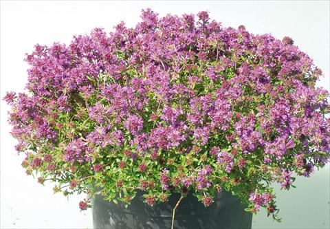 photo of flower to be used as: Pot and bedding Thymus Creeping Red