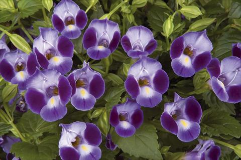 photo of flower to be used as: Pot, bedding, patio Torenia Moon Purple