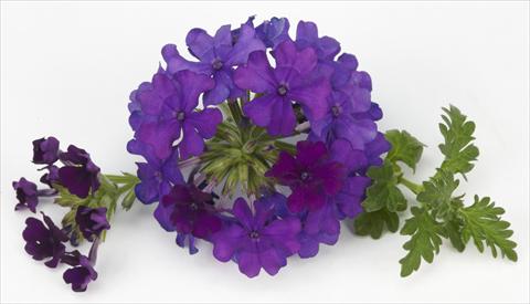 photo of flower to be used as: Pot, patio, basket Verbena Benissima® Blue