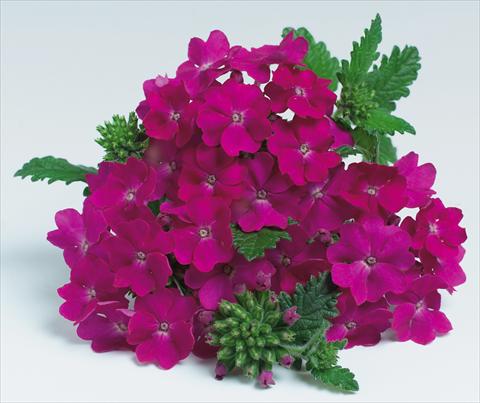 photo of flower to be used as: Pot, patio, basket Verbena hybrida RED FOX Empress Purple