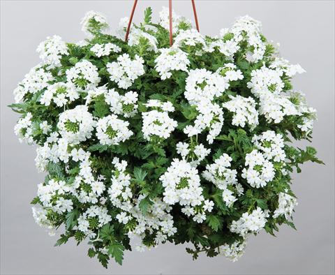 photo of flower to be used as: Pot, patio, basket Verbena Veralena™ Wedding White bianco
