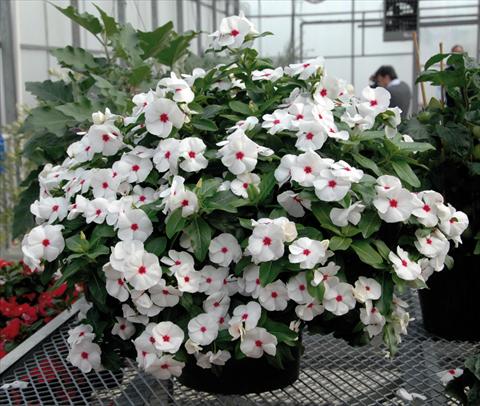 photo of flower to be used as: Pot and bedding Catharanthus roseus - Vinca Boa Bianco con occhio