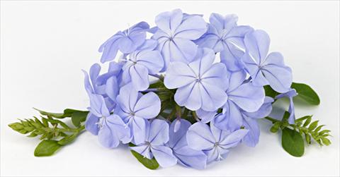 photo of flower to be used as: Bedding / border plant Plumbago auriculata Blue