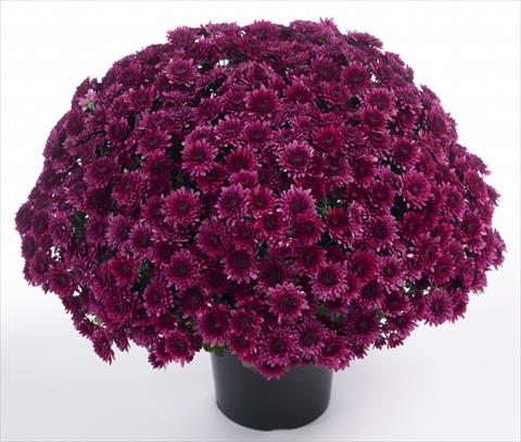 photo of flower to be used as: Pot and bedding Chrysanthemum Avalon Purple
