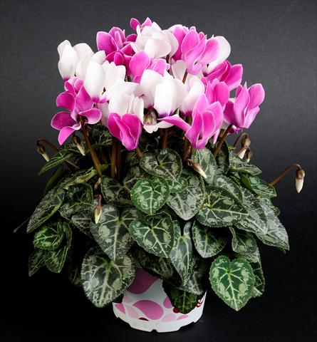 photo of flower to be used as: Basket / Pot Cyclamen persicum Mino Twin Bordeaux Bicolor