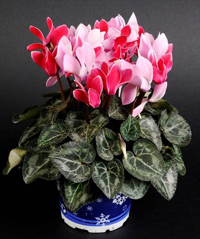 photo of flower to be used as: Basket / Pot Cyclamen persicum Mino Twin Scarlet Bicolor