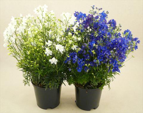 photo of flower to be used as: Pot and bedding Delphinium grandiflorum Delfix Mix