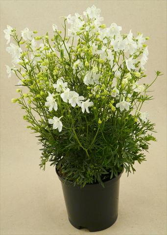 photo of flower to be used as: Pot and bedding Delphinium grandiflorum Delfix White