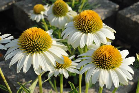 photo of flower to be used as: Bedding / border plant Echinacea purpurea Avalanche