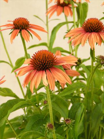 photo of flower to be used as: Bedding / border plant Echinacea purpurea Tomato Soup