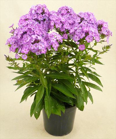 photo of flower to be used as: Pot and bedding Phlox Junior Dance