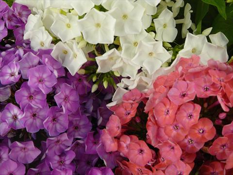 photo of flower to be used as: Pot and bedding Phlox Junior Mix