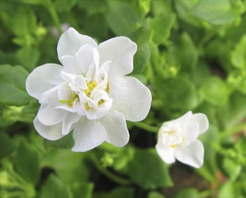 photo of flower to be used as: Pot, patio, basket Bacopa (Sutera cordata) Secrets XL Double White