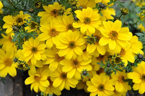 photo of flower to be used as: Pot, bedding, patio, basket Bidens ferulifolia Bee Yellow Crown