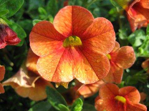 photo of flower to be used as: Pot, bedding, patio, basket Calibrachoa Celebration Mandarin