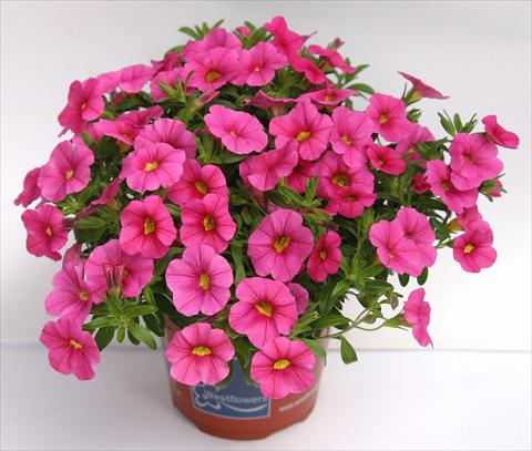 photo of flower to be used as: Pot, bedding, patio, basket Calibrachoa Celebration Rose