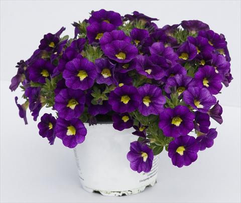 photo of flower to be used as: Pot, bedding, patio, basket Calibrachoa Celebration Velvet Blue