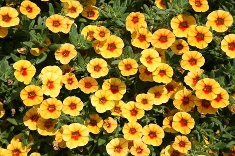 photo of flower to be used as: Pot, bedding, patio, basket Calibrachoa Dream Kisses Tiger Eye