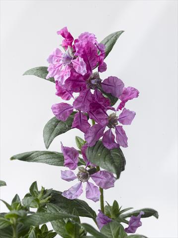 photo of flower to be used as: Pot Cuphea ilavea Trend Purple