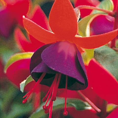 photo of flower to be used as: Pot Fuchsia Army Nurse