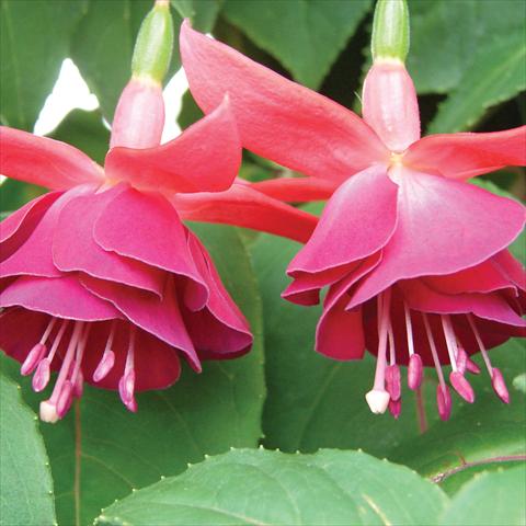 photo of flower to be used as: Pot Fuchsia Ballerina Dreams