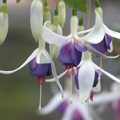 photo of flower to be used as: Pot Fuchsia Delta