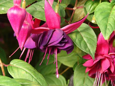 photo of flower to be used as: Pot Fuchsia Paul H.S. Fischer